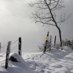 8 trail Haut-cantal 2-2 ambiance