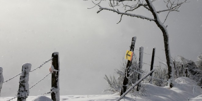 8 trail Haut-cantal 2-2 ambiance